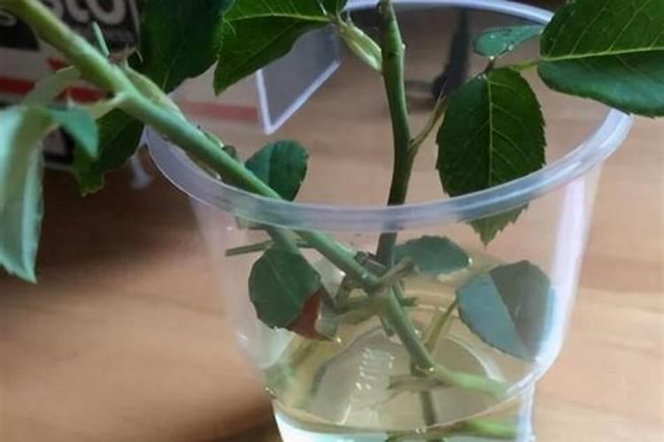 腐植酸钾使用方法