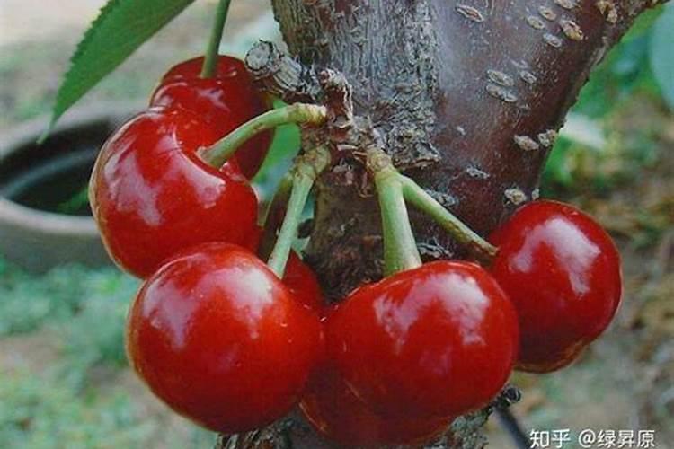 秋季给樱桃树上肥料雨前上好还是雨后好？