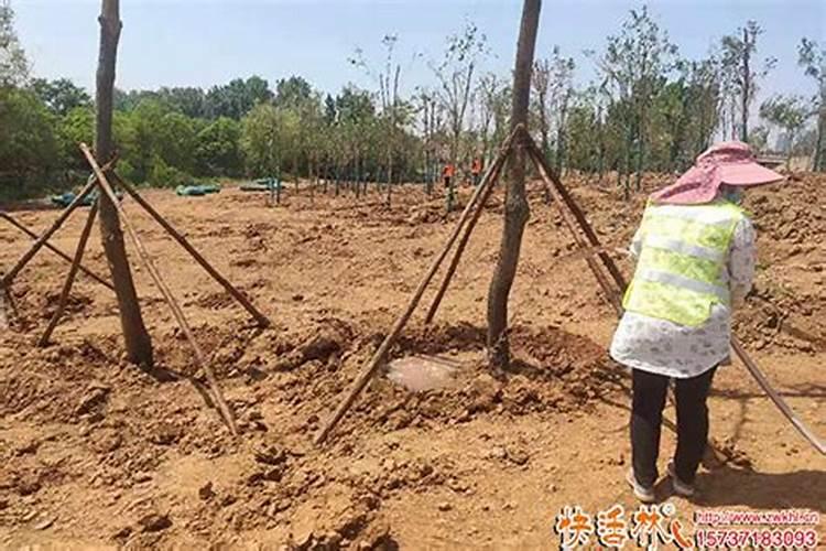 落地生根怎么施肥