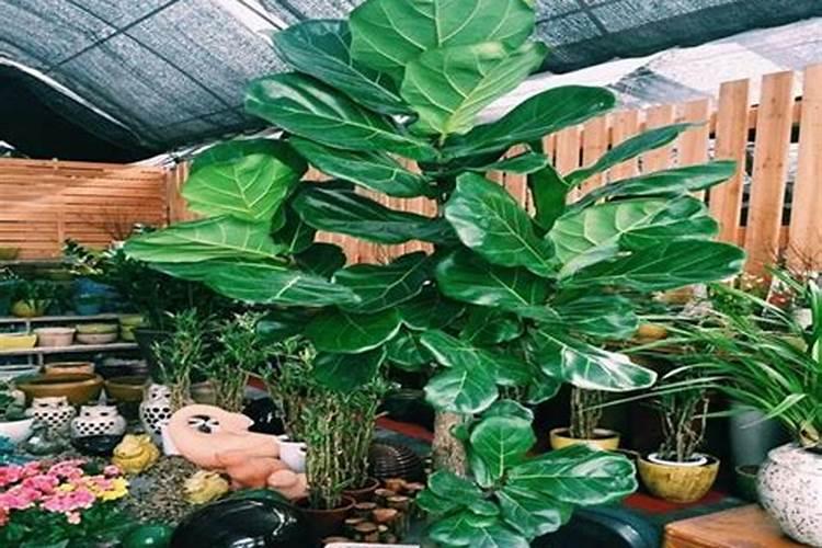 琴叶榕施肥方法及注意事项 春季琴叶榕怎么施肥