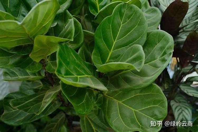琴叶榕施什么肥最好