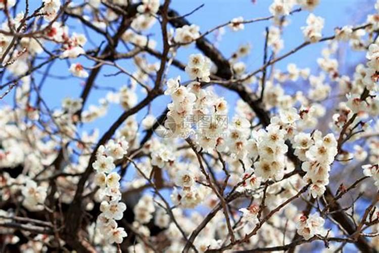 李子树花果期管理技术
