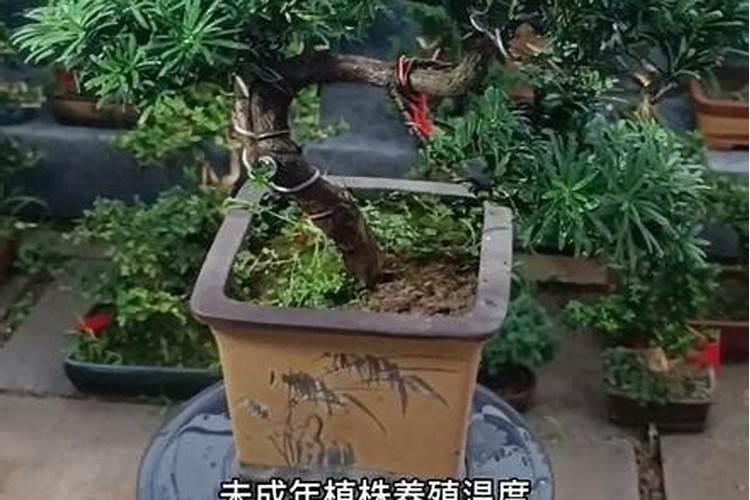 西瓜苗浇什么肥料