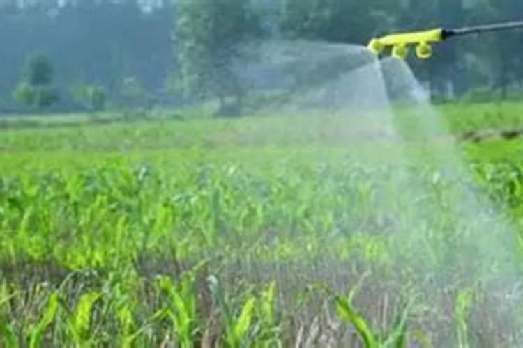 早晨晴天喷叶面肥半夜下雨雨了效果怎么样