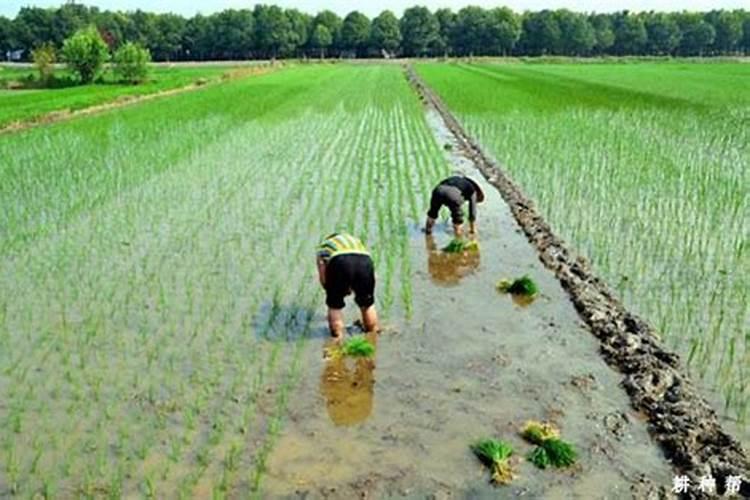 盐碱地水稻怎样施用磷钾肥？