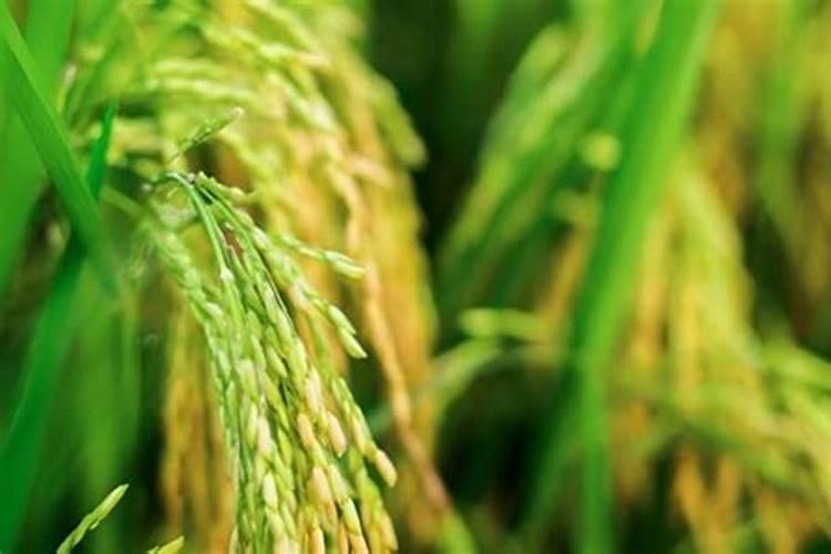 水稻在施肥当中用硫酸钾好,还是用氯化钾好呢？