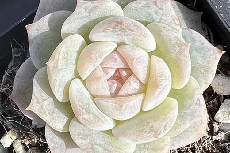 多肉施什么肥长得又胖又粗