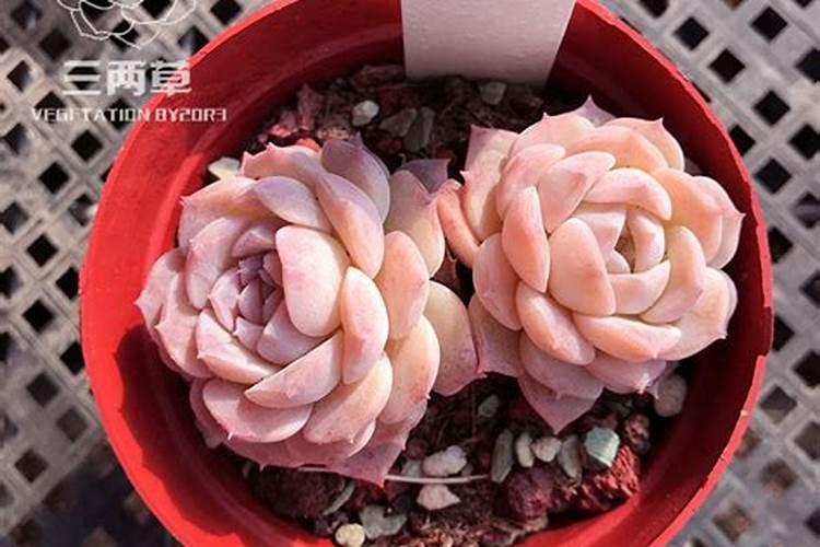 多肉植物可以施氮肥吗