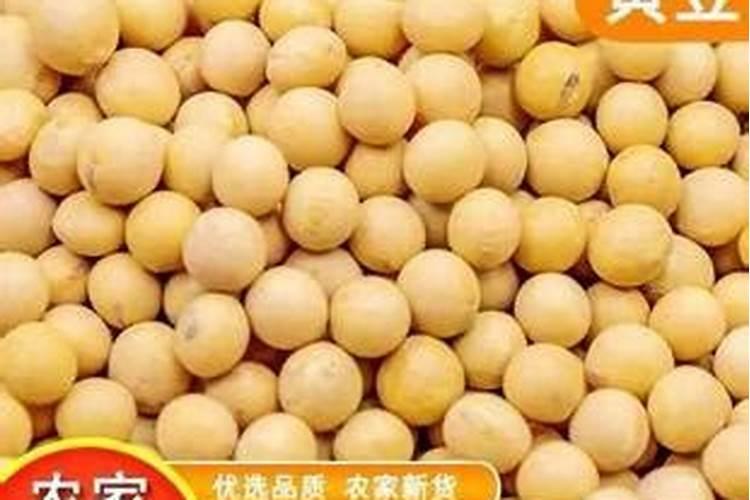 黄豆叶子发黄是什么原因 黄豆应该怎么种植
