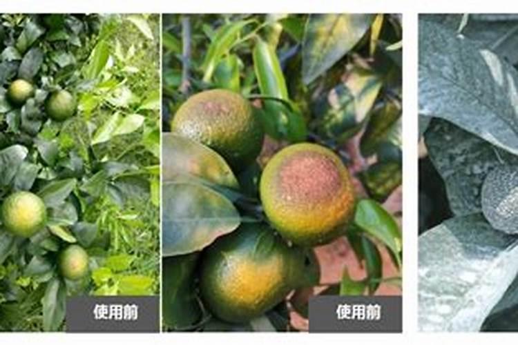 钾肥肥哪些花卉