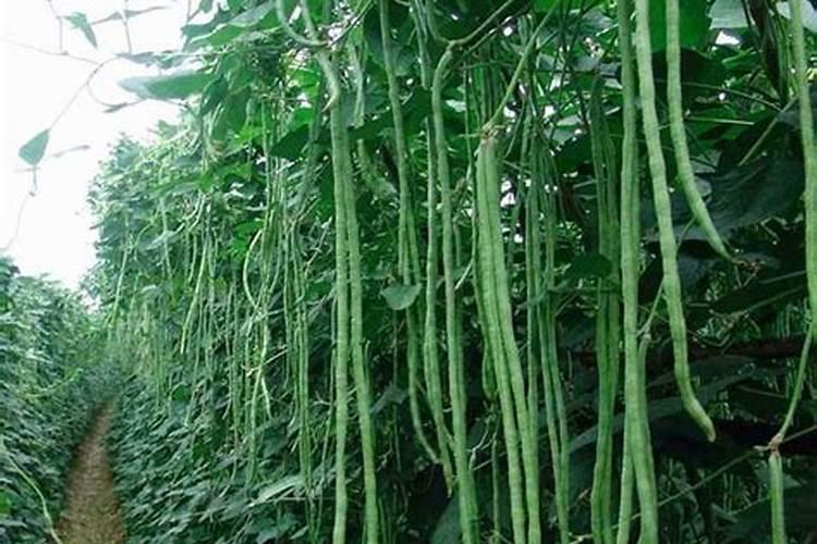 豇豆最合适的施肥时间 豇豆什么时候施肥