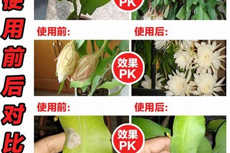 栽红薯用什么肥料好 怎么施肥产量高