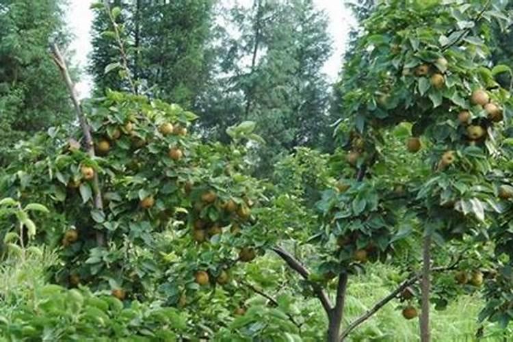 给樱桃番茄浇水的正确方法