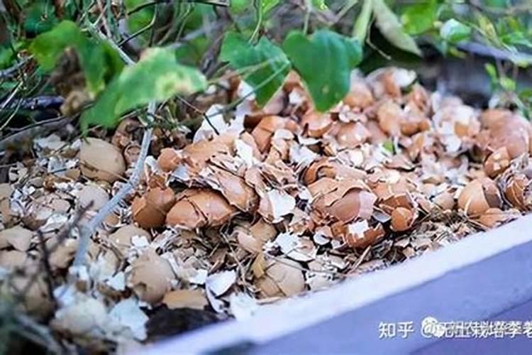 鸡蛋壳如何做花肥