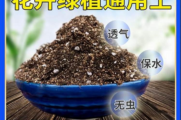 睡莲黄叶的原因和处理办法