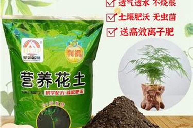 竹子用美乐棵什么营养土