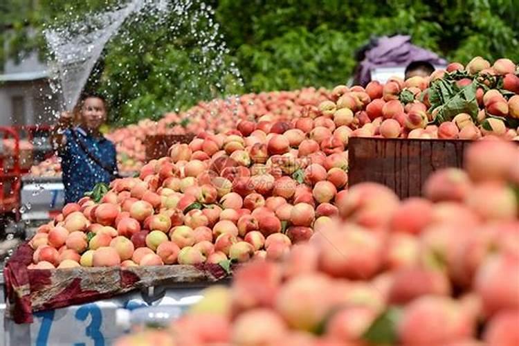 怎么施肥,才能使桃子膨大、增甜效果好？