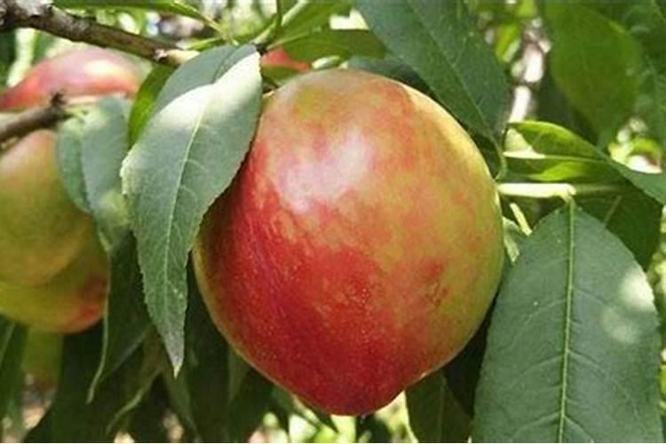 桃子高产有什么施肥方法桃树管理方法？