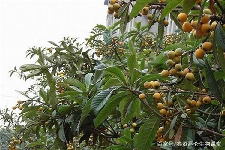 枇杷树施什么肥料最好