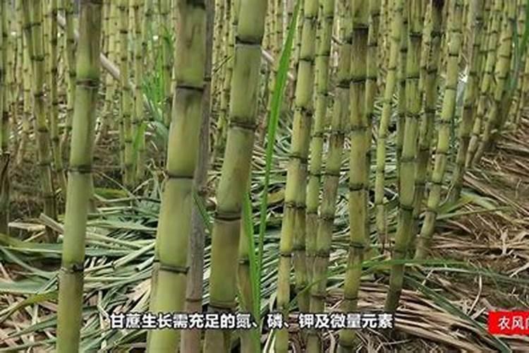 甘蔗十大最佳肥料