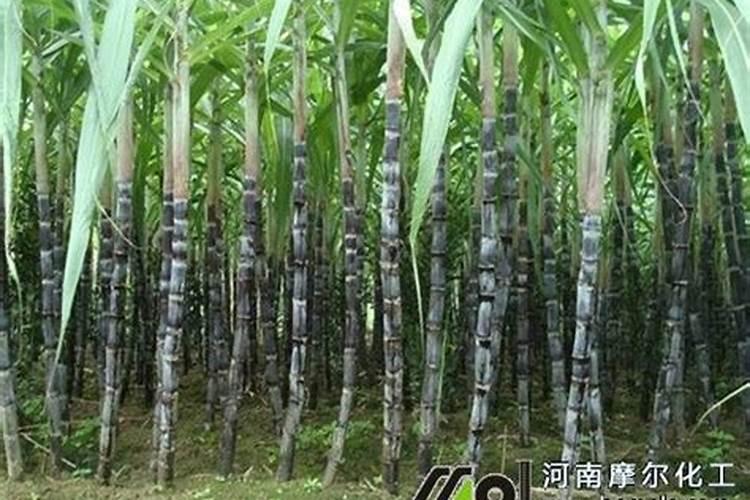 甘蔗拔节期最好使用什么肥