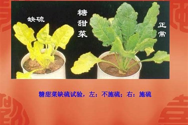 施肥过多会导致什么现象