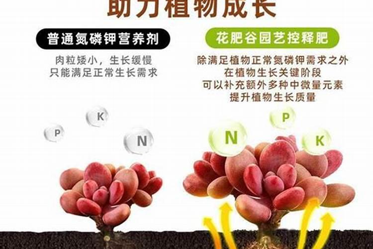 控释肥的颗粒控释肥