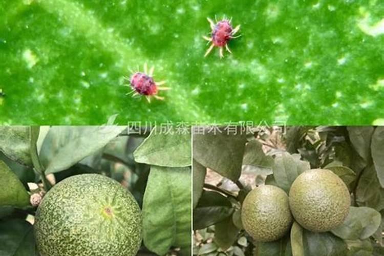 叶面肥能与红蜘蛛药一起打吗