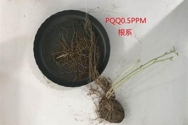 食用海巴戟时有哪些注意事项