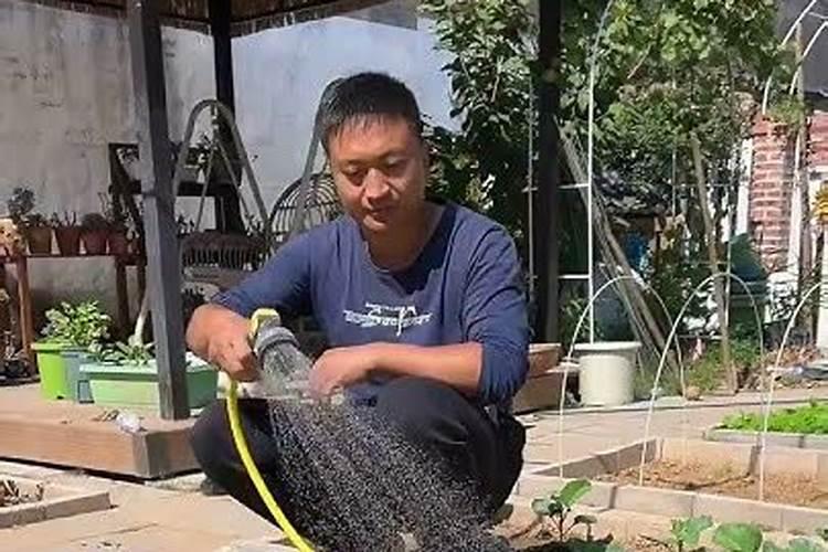 春白菜应该晚上浇水还是白天浇水？