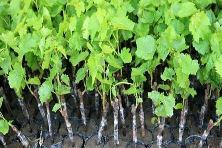 葡萄种植怎样施肥