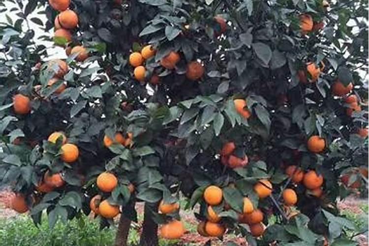遵义市遵茶茶叶有限公司怎么样