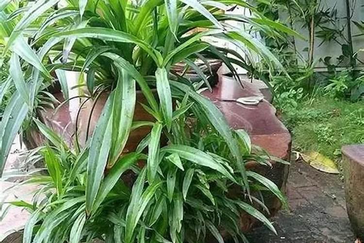 苹果树补钙的叶面肥有哪些