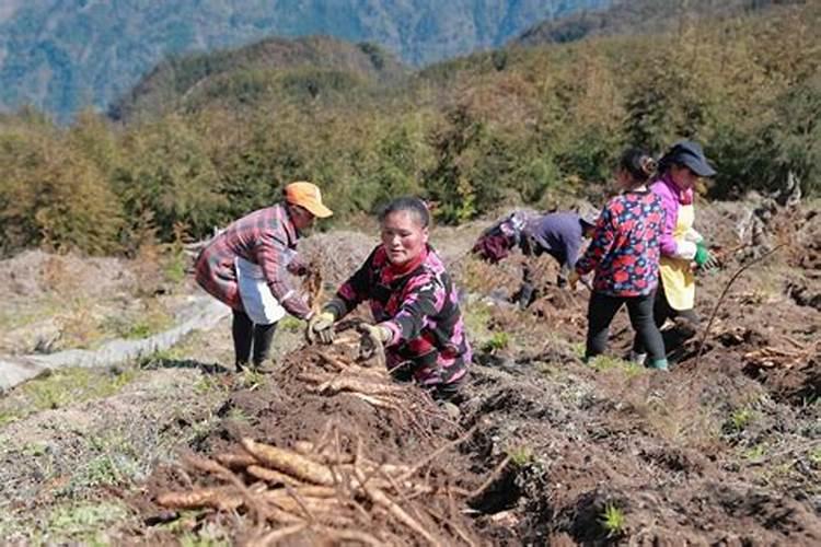 山药种植用什么肥料最科学