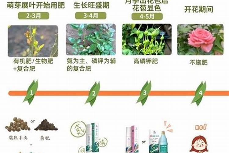 苗木施肥时间和方法