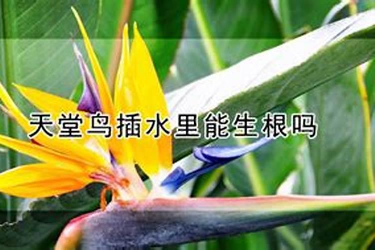 锌对葡萄的用处