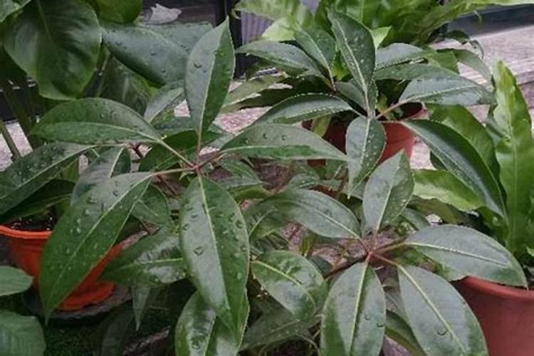 招财树用什么肥料好怎么施？