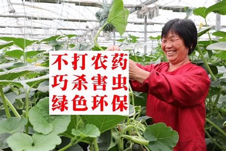 为什么豆角不能用磷酸二氢钾,附豆角的种类