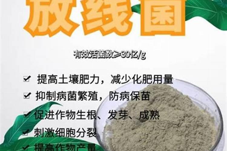 大叶枸杞种植需要哪些技术？