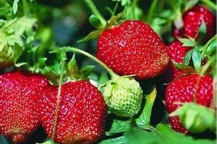 草莓需要什么肥料