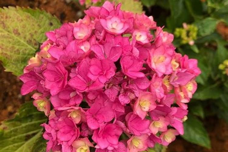 绣球有花苞了该怎么施肥