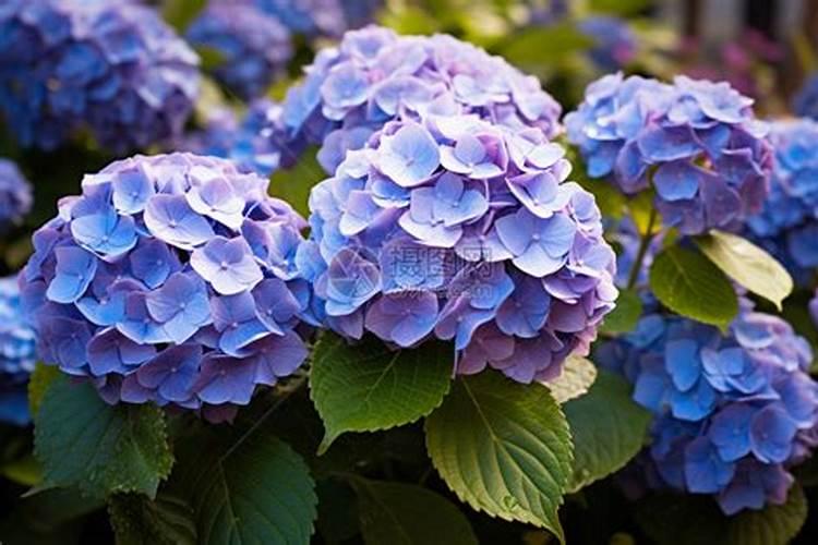 绣球花打花苞后,应该怎样正确施肥？
