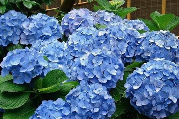 绣球开花期间花可以施肥吗