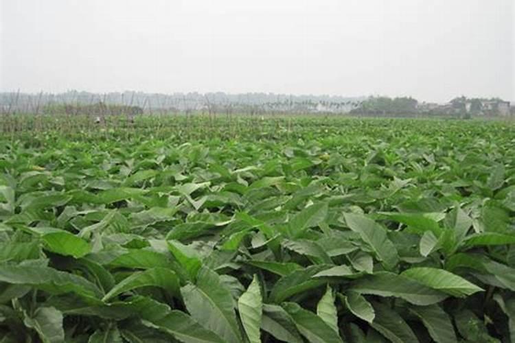 抽叶子烟有什么好处没？