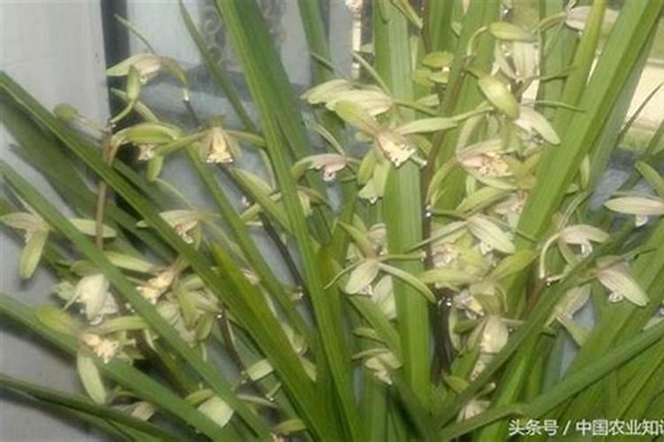 纯流酸钾能施兰花吗？