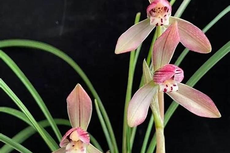 兰花不能使用太重太浓肥料的原因,有哪些肥料属于此类？