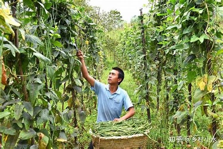 哪种肥料不属于有机肥料,有机肥料和无机肥料的区别