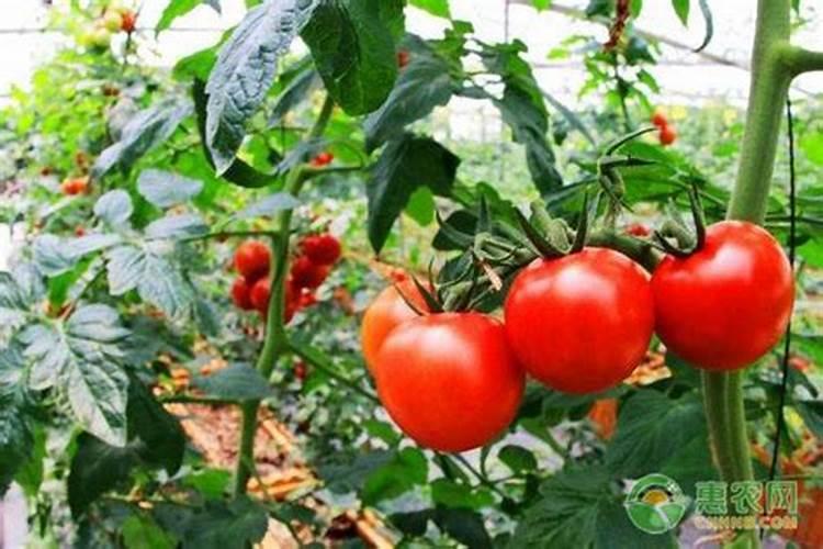 植萃舒缓液是什么东西