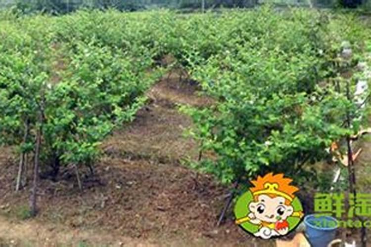 种植油菜为什么要施硼肥油菜啥时候施硼肥好