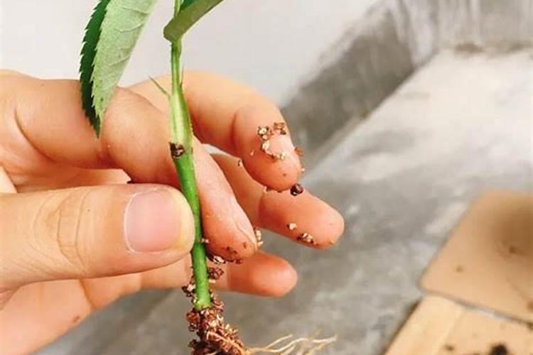 我栽月季发很多新芽能用生根粉吗？
